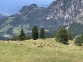 20250718_095103157_iOS